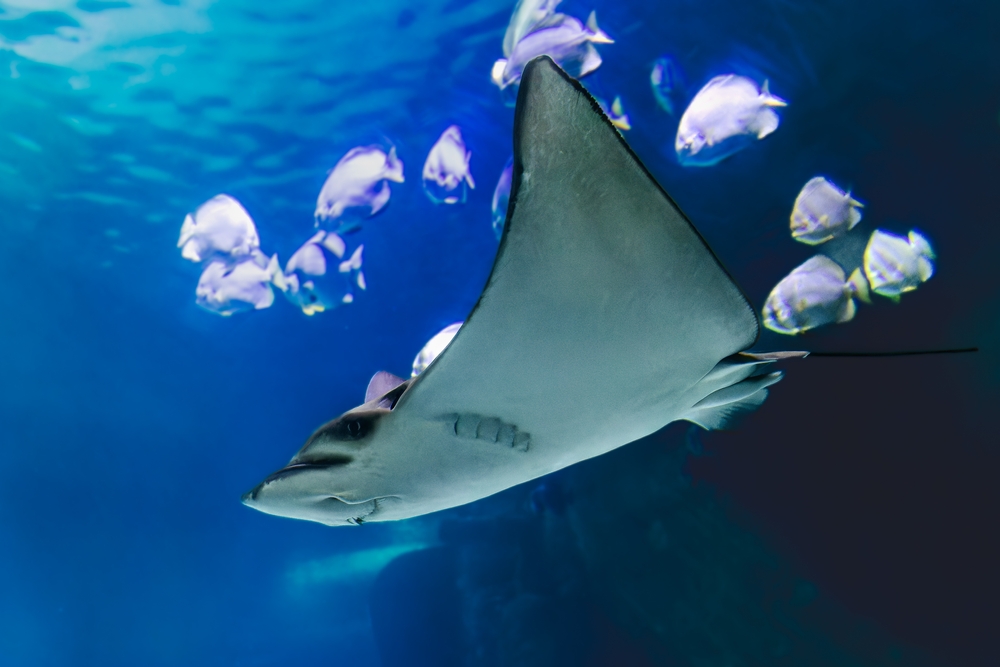 boulogne-sur-mer-nausicaa