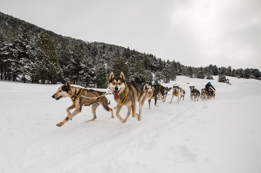chiens-de-traineaux-en-course-ariege