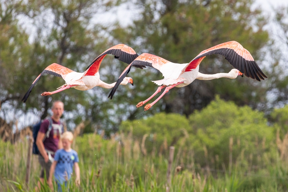 flamant-rose-camargue