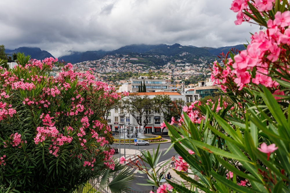 funchal-fleurs