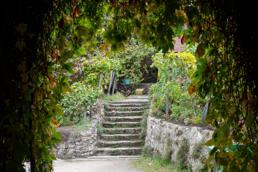 vigne-montmartre