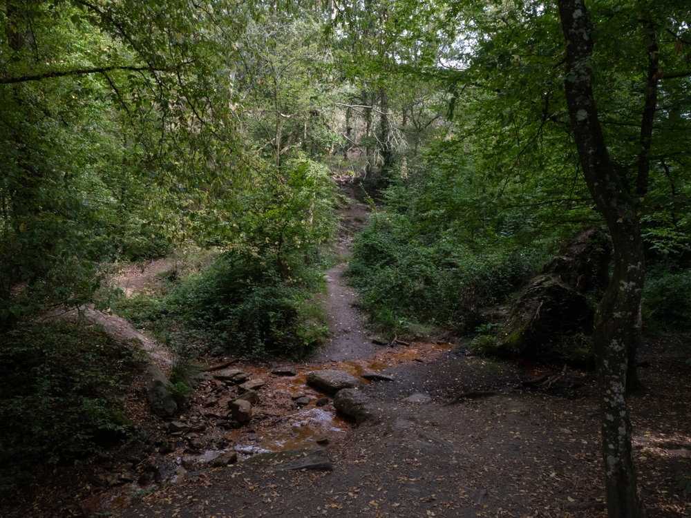 foret-de-broceliande