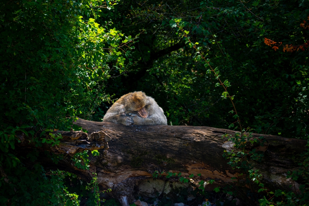Macaque,Monkey,In,The,Monkey's,Forest,At,Rocamadour,In,France