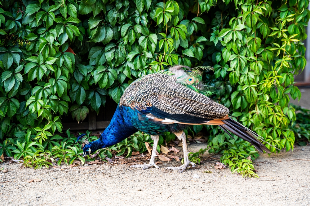 paon-jardins-wallenstein