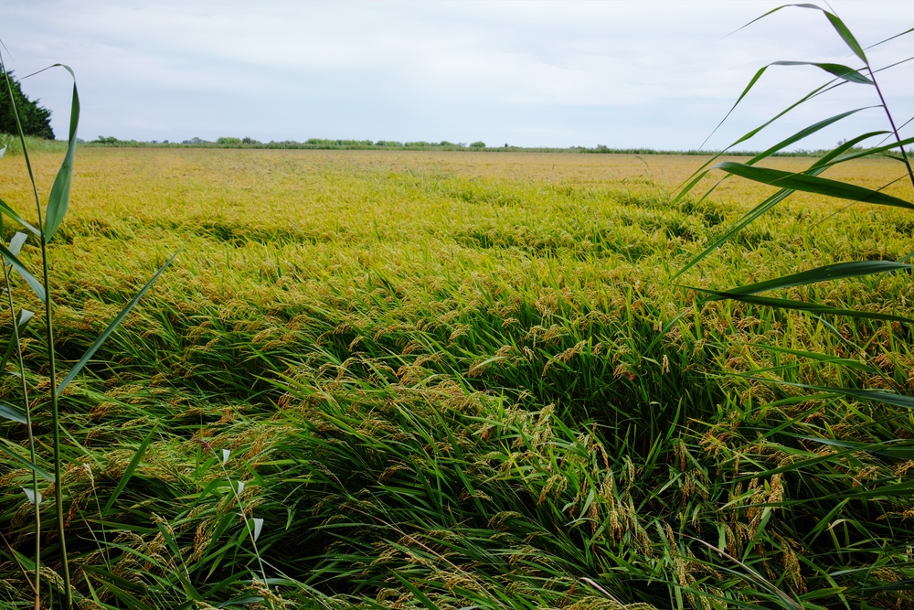 riz-de-camargues