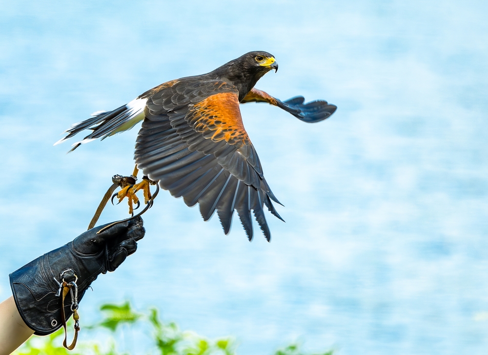 Harris,Hawk,Demonstrating,Beautiful,Plumage,At,A,Raptor,Show,In