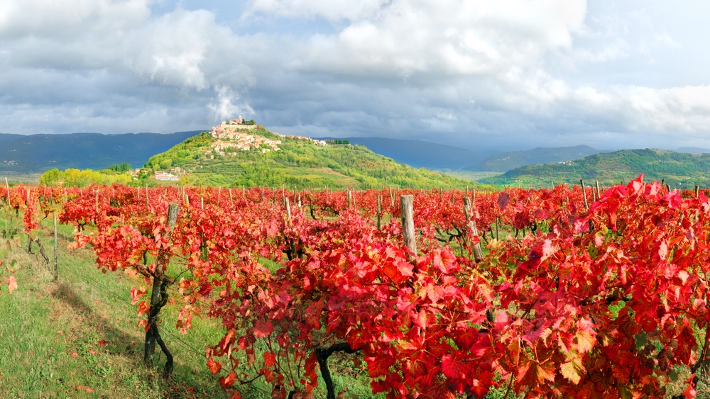 vignes-rouges-herault