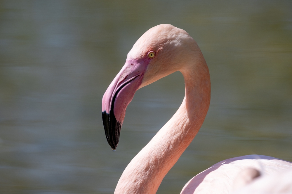 Flamant-rose-camargue