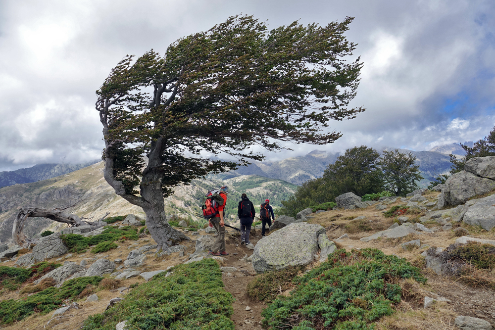 arbre-randonnee-gr20