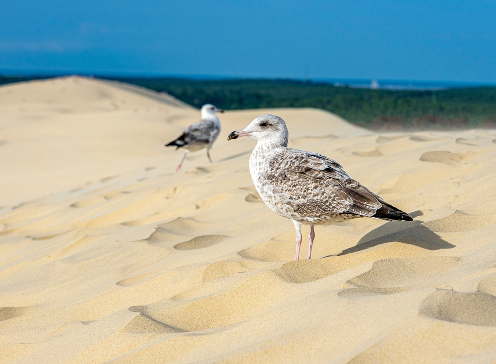Excursion,To,The,Famous,Dune,And,Tourist,Magnet:,Dune,Du