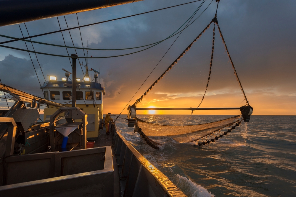 peche-crevette-grise