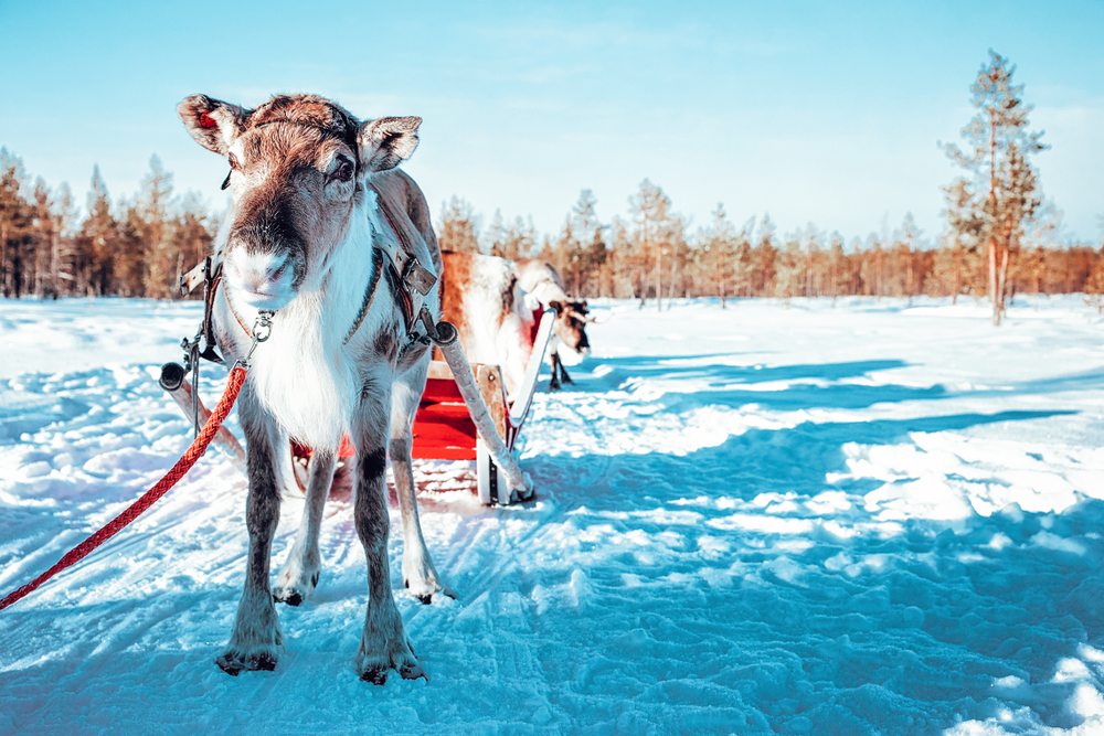 reindeer-traineau