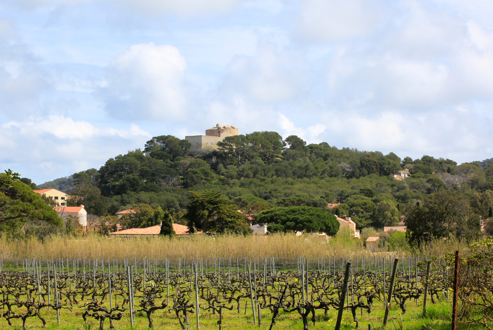 vigne-hyeres