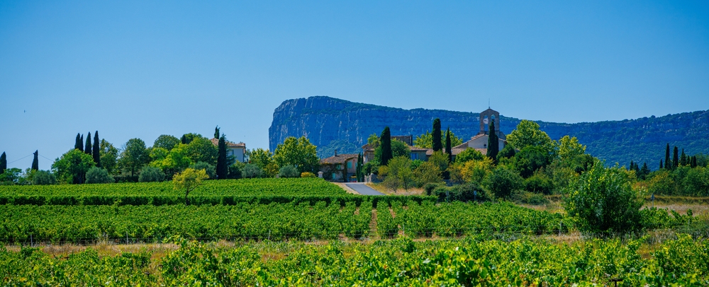 vigne-pic-saint-loup