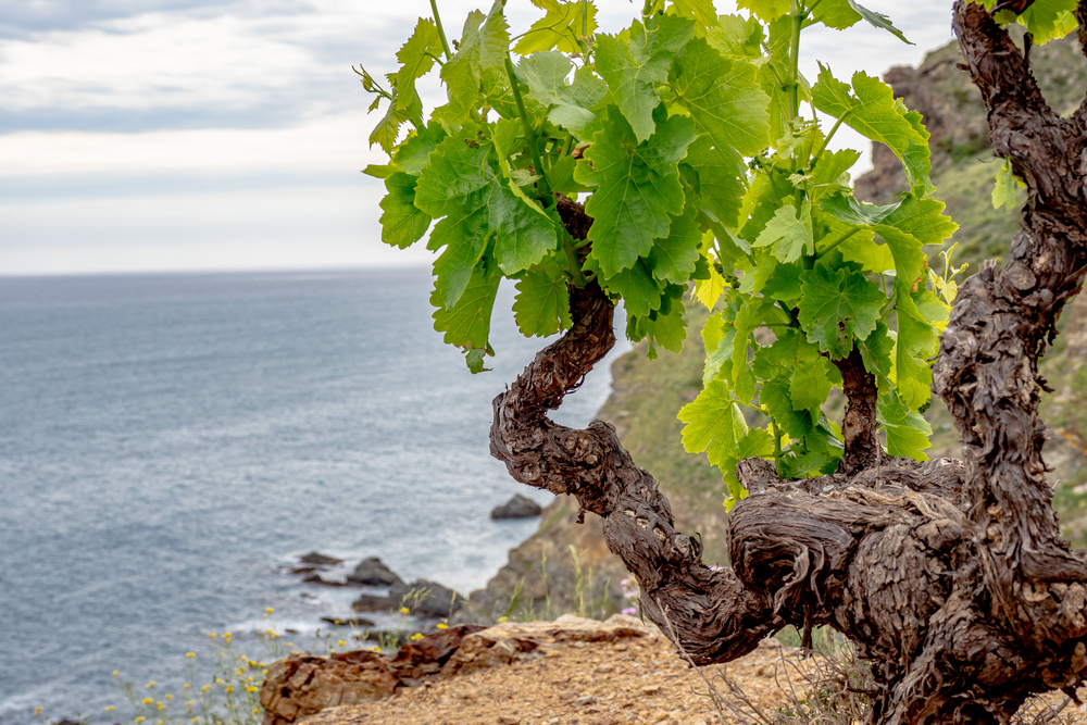 vignoble-collioure