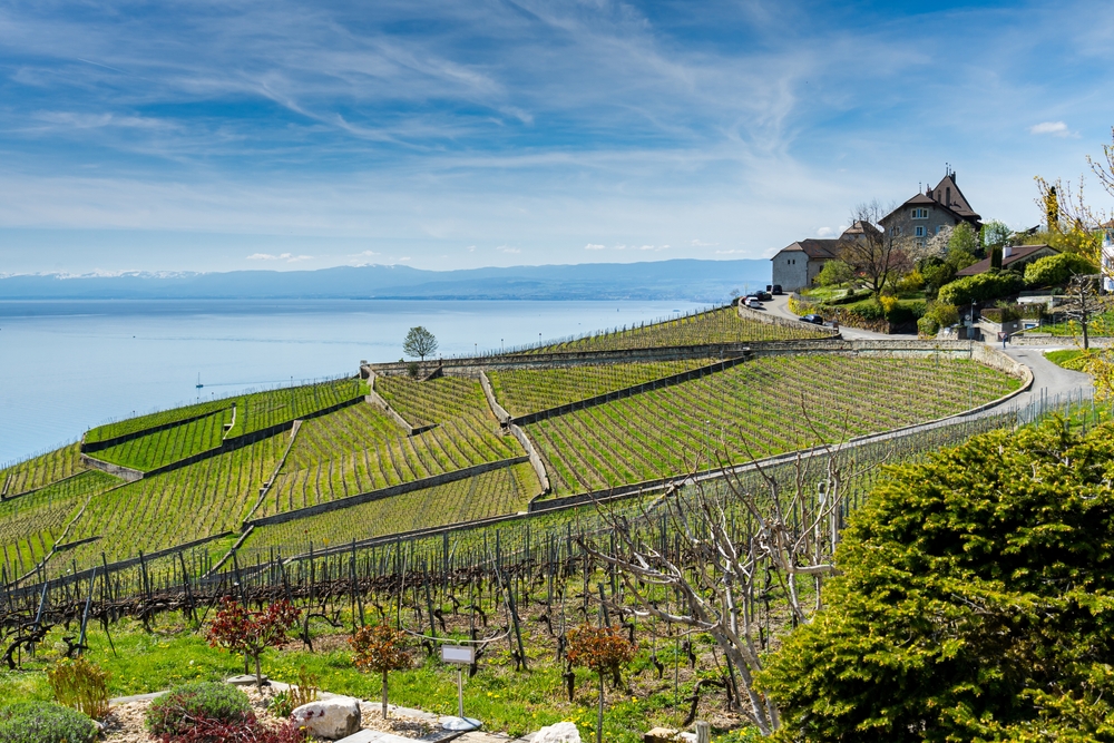 Switzerland,,Lake,Geneva.,View,From,The,Lavaux,Region
