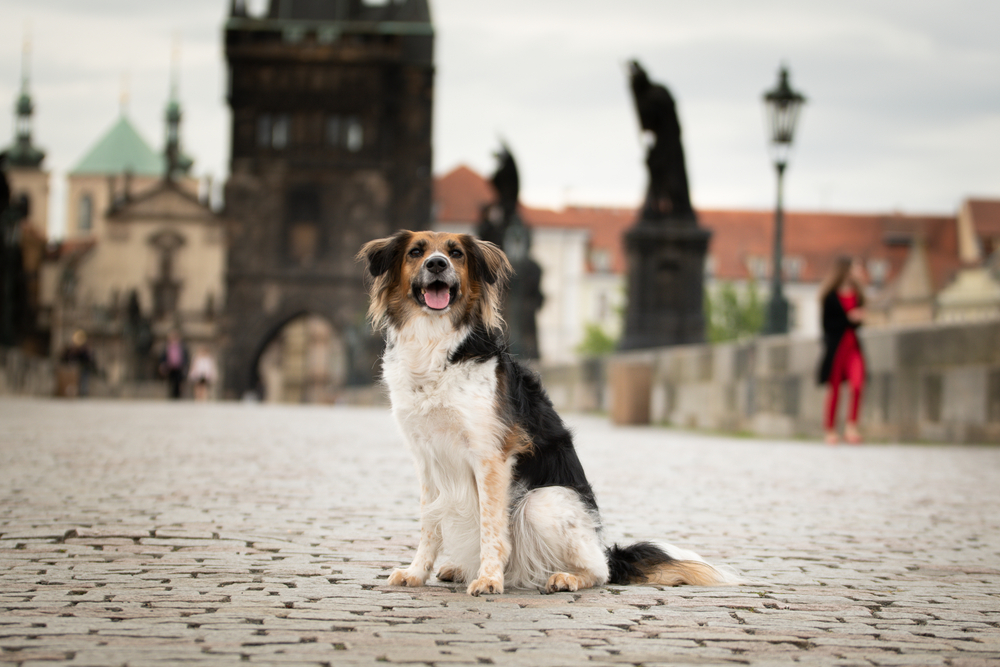 chien-assis-prague