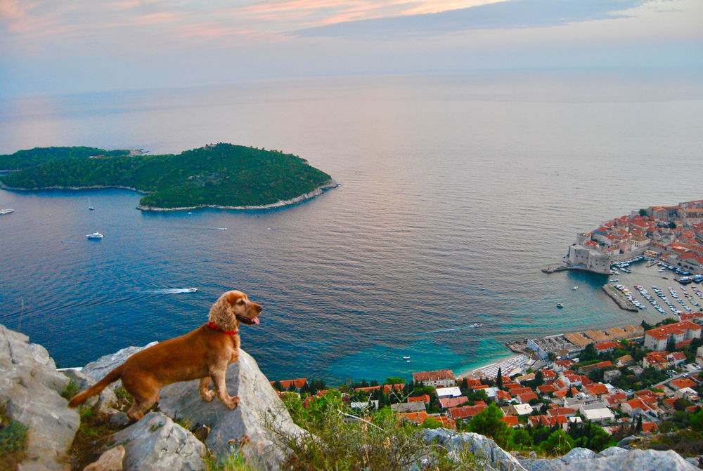 chien-devant-vieille-ville-de-dubrovnik