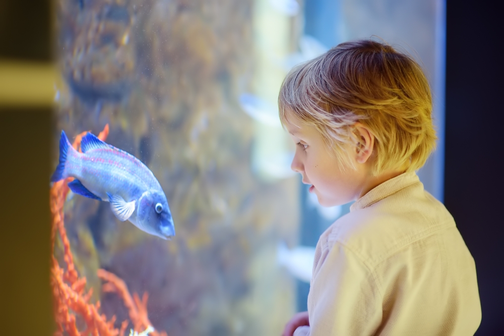 enfant-aquarium