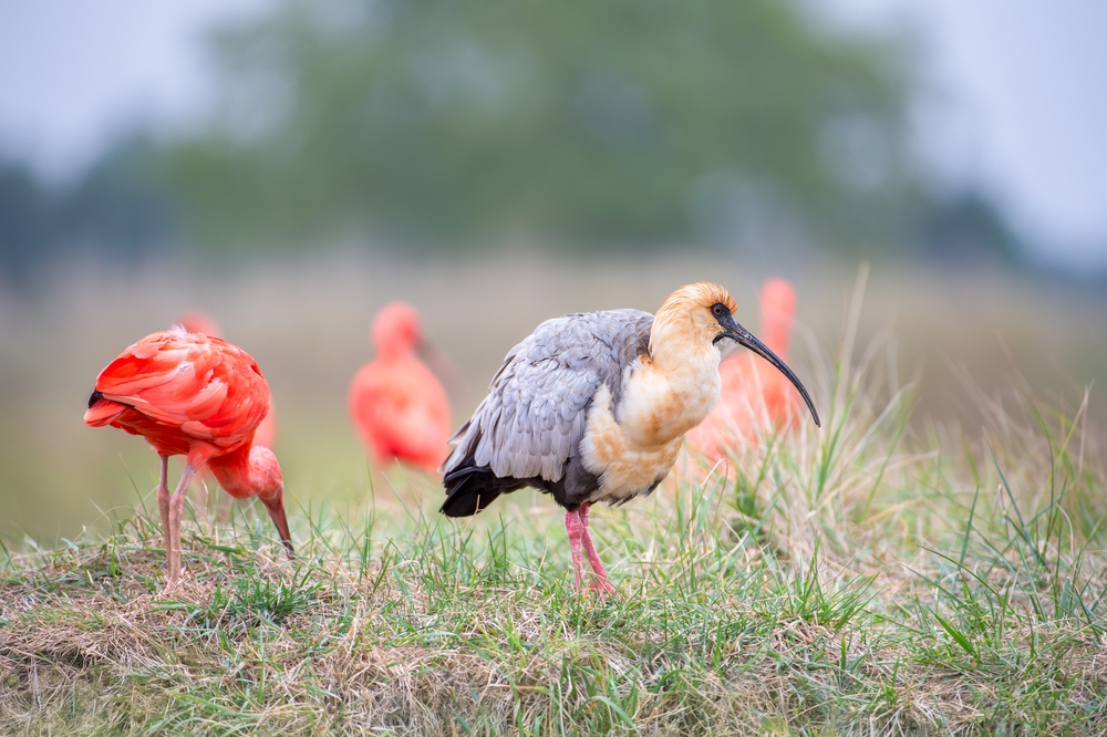 ibis-noir-bioparc-doue-la-fontaine