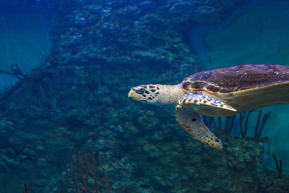 tortue-aquarium