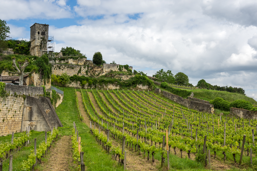Vineyards,Of,Saint emilion,,One,Of,The,Main,Red,Wine,Production