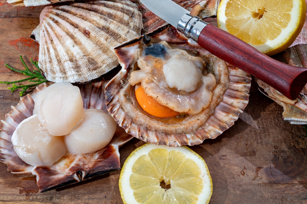 Atlantic,Bay,Scallops,Coquille,St.,James,Sea,Shells,,In,Shells
