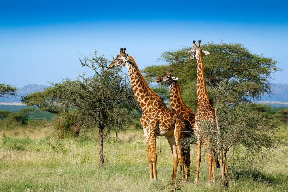 Three,Giraffes,In,Serengeti