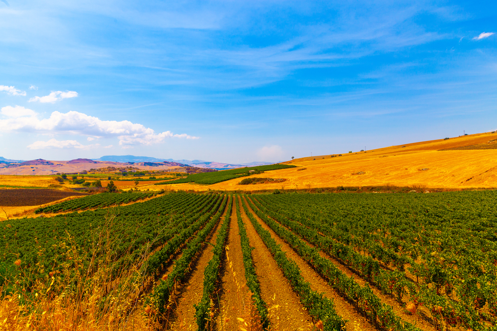 Summer,Landscape,On,The,Outskirts,Of,The,Commune,Of,Corleone