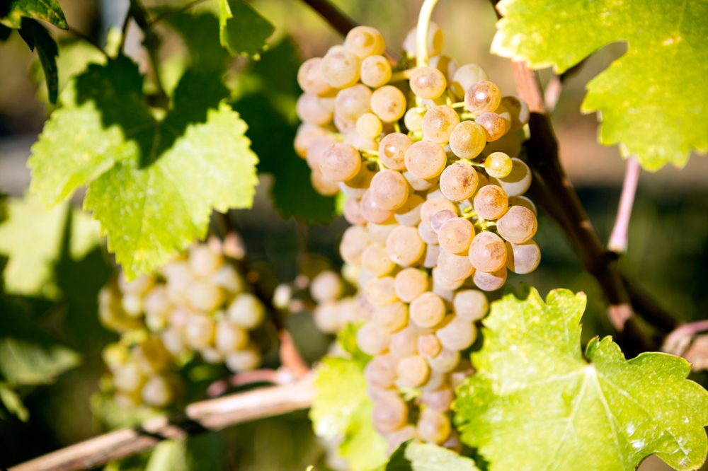 Organic,Viognier,Grapes,On,The,Vine,Growing,In,A,Winery