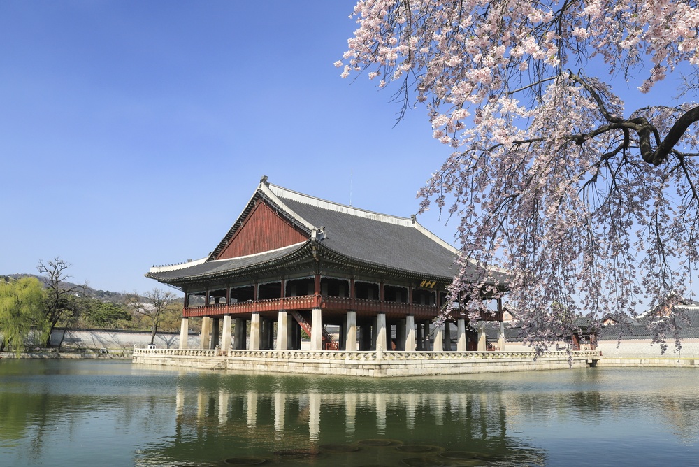 Cherry,Blossoms,In,Bloom,At,Gyeongbokgung,Palace,In,Seoul,,Sourh