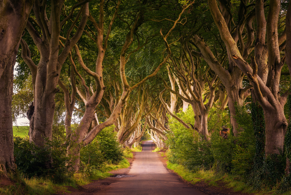 Road,Through,The,Dark,Hedges,Tree,Tunnel,At,Sunset,In