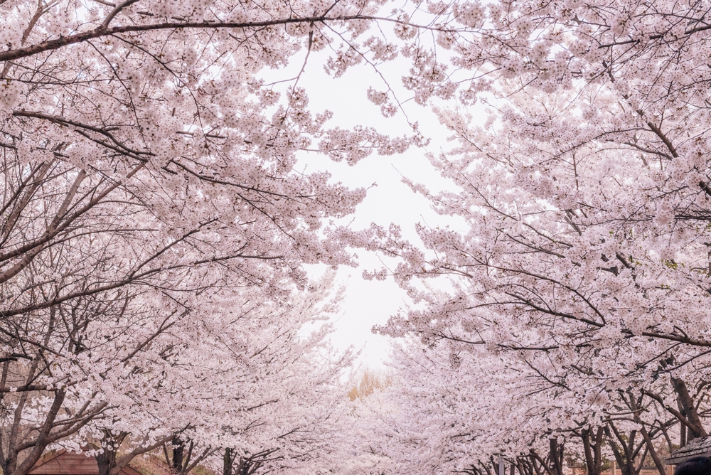 Seoul,Forest,,Cherry,Blossoms,On,A,Spring,Day