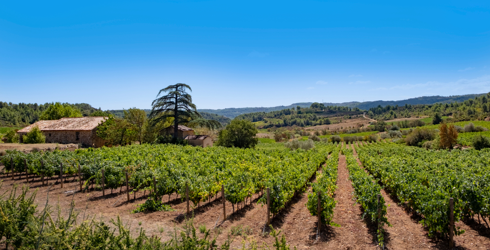 saint-chinian-vignoble